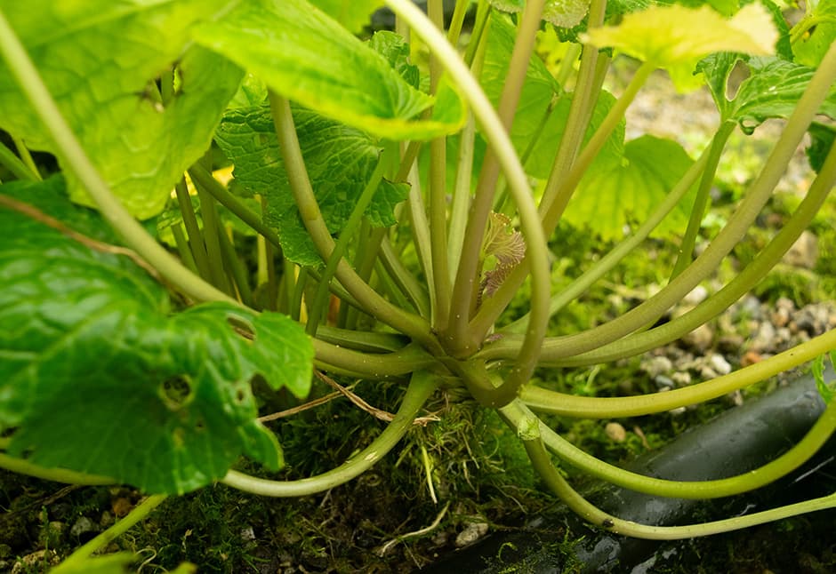 大蔵わさび　海苔わさび